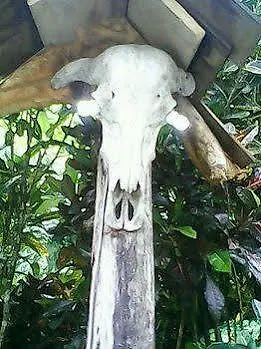 Natty Tropical Valley Roseau Dominica